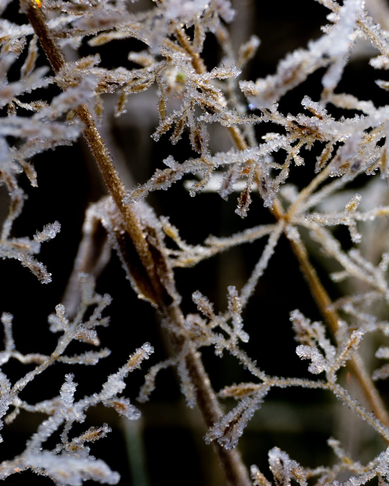 Sony a6000 sample photo. Frost, autumn, morning photography