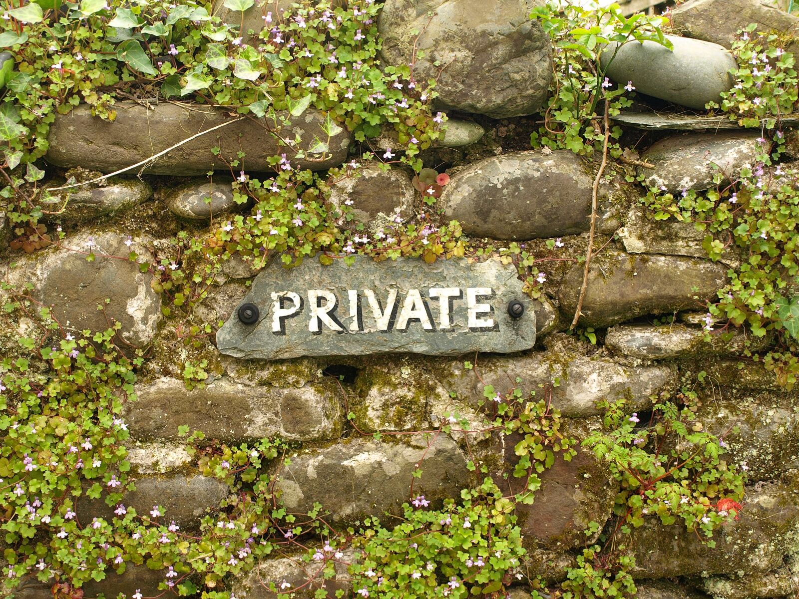 Olympus E-510 (EVOLT E-510) sample photo. Private, wall, overgrown photography