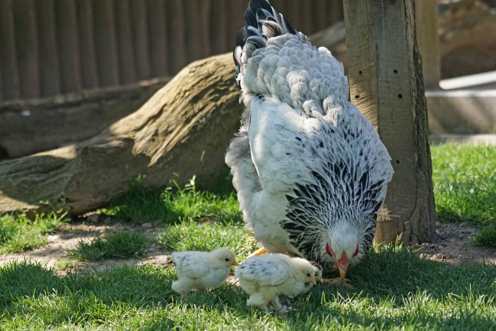 Sony 70-400mm F4-5.6 G SSM sample photo. Brahama, chicken, hen photography