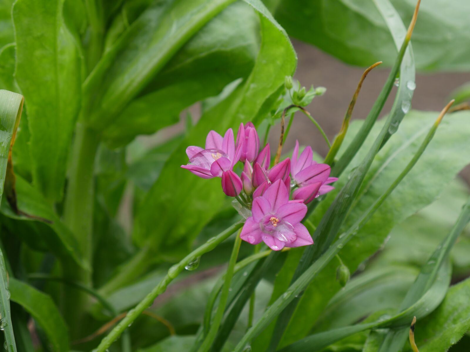 Panasonic Lumix DMC-GX8 sample photo. Cockerel, pink flower, after photography