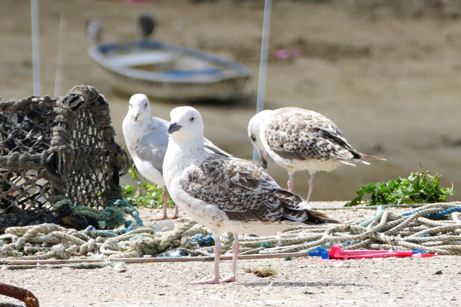 Panasonic Lumix DMC-FZ1000 sample photo. Seagull, birds, nature photography