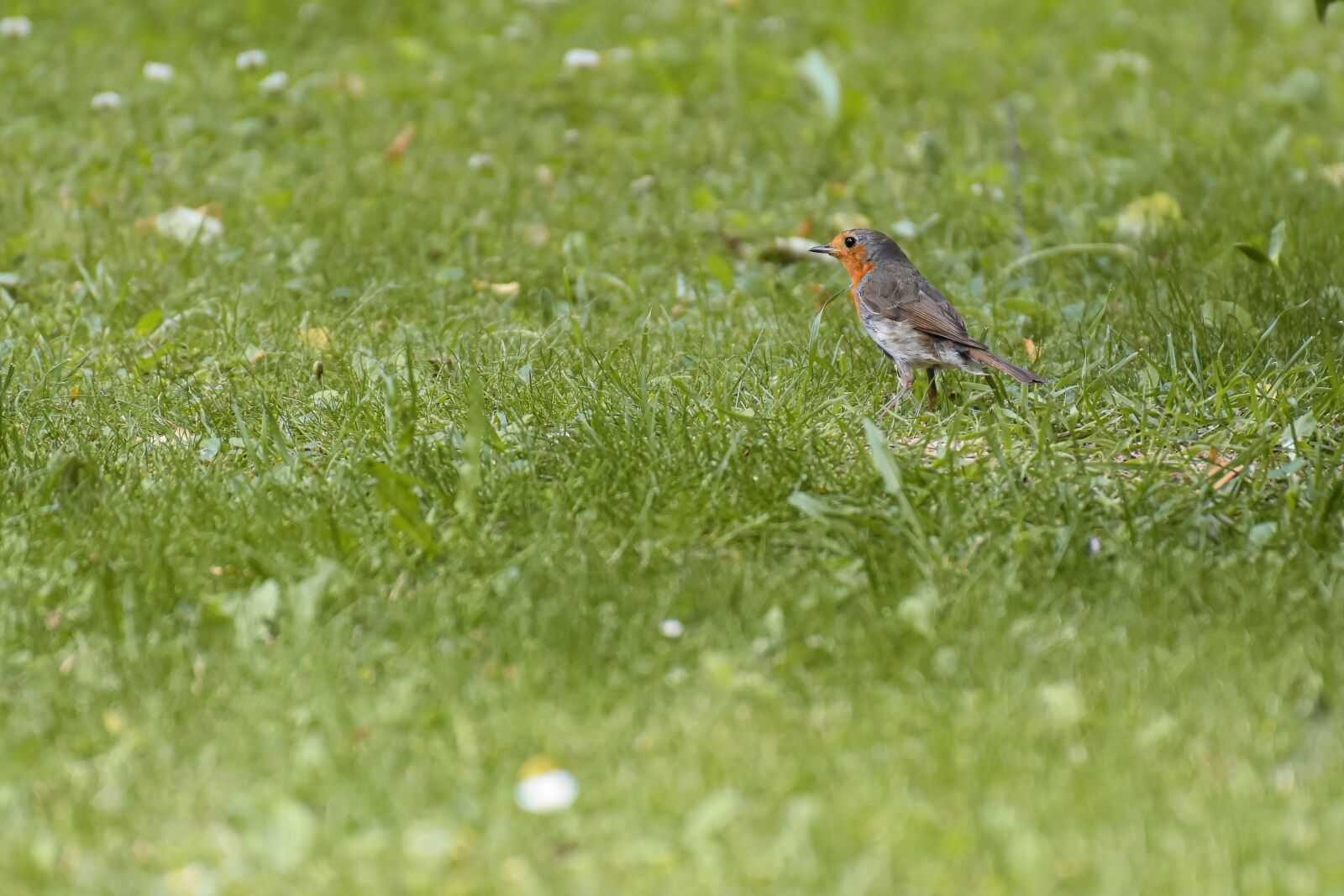 Nikon D7200 sample photo. Robin, songbird, nature photography