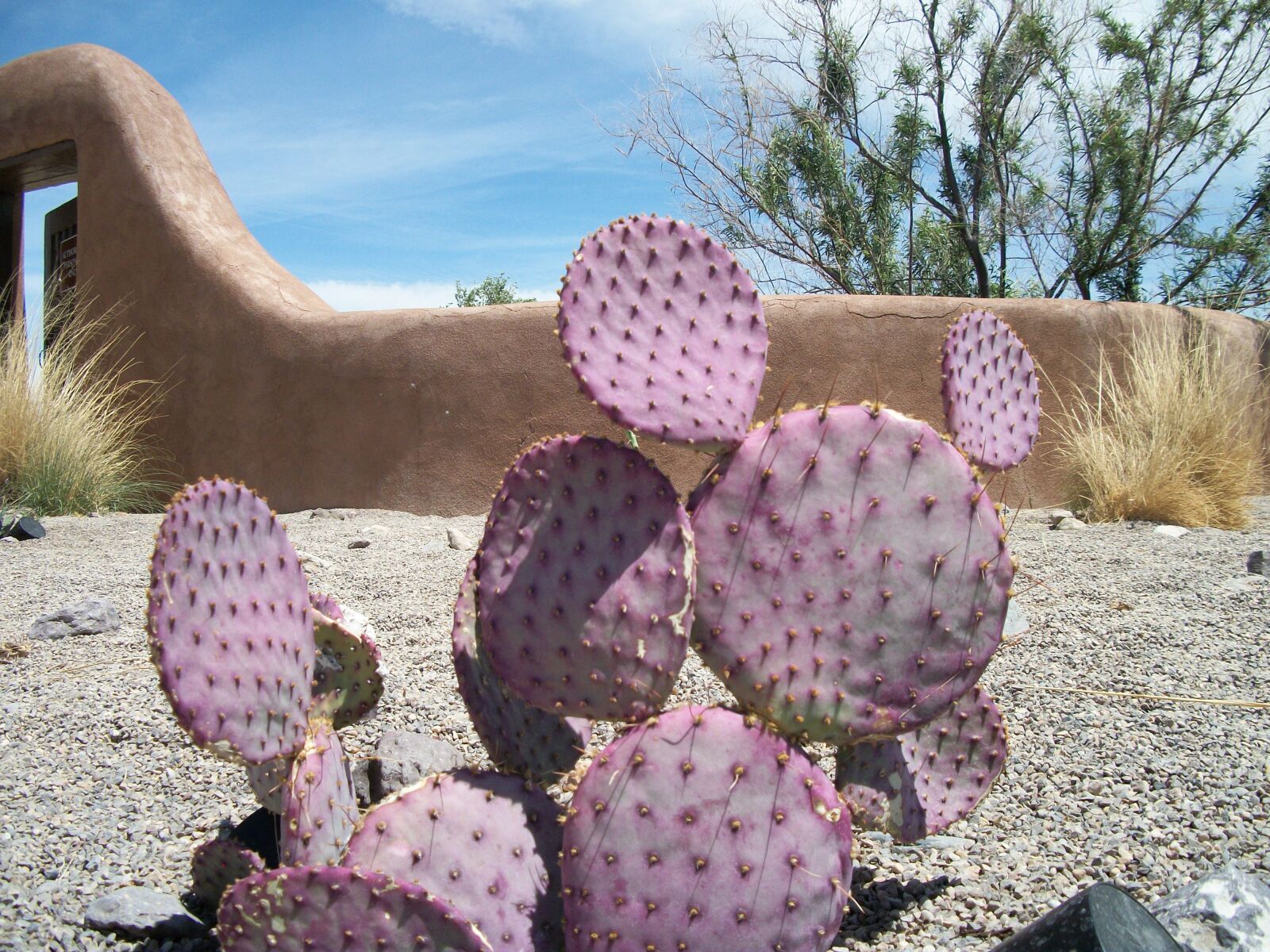 Kodak EASYSHARE C182 DIGITAL CAMERA sample photo. Cactus, purple, desert photography