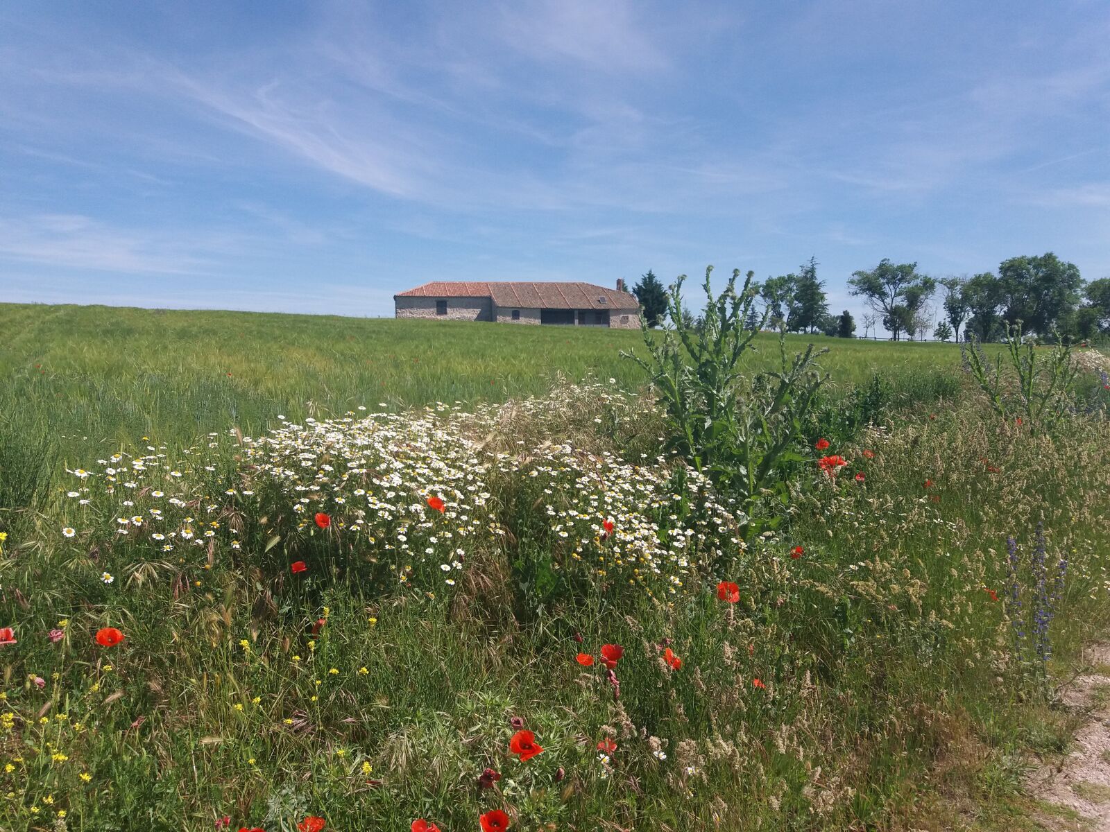 Samsung Galaxy J5(2016) sample photo. Flowers, landscape, field photography