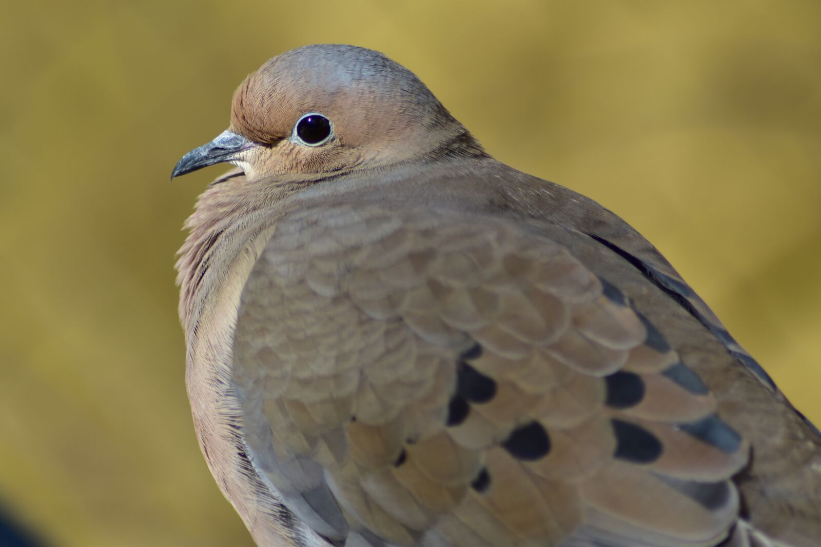Nikon D3500 sample photo. Mourning dove, bird, nature photography