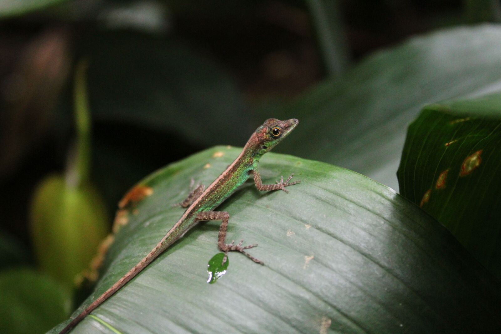 Canon EOS 1300D (EOS Rebel T6 / EOS Kiss X80) sample photo. Lizard, gecko, reptile photography