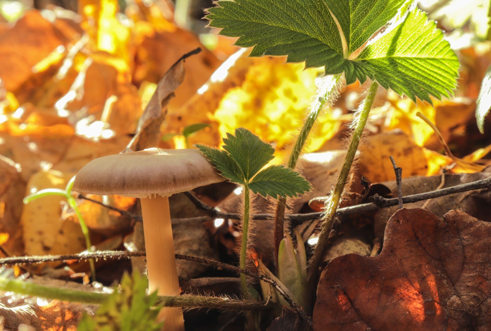 Canon EOS 200D (EOS Rebel SL2 / EOS Kiss X9) sample photo. Mushroom, autumn, leaflet photography