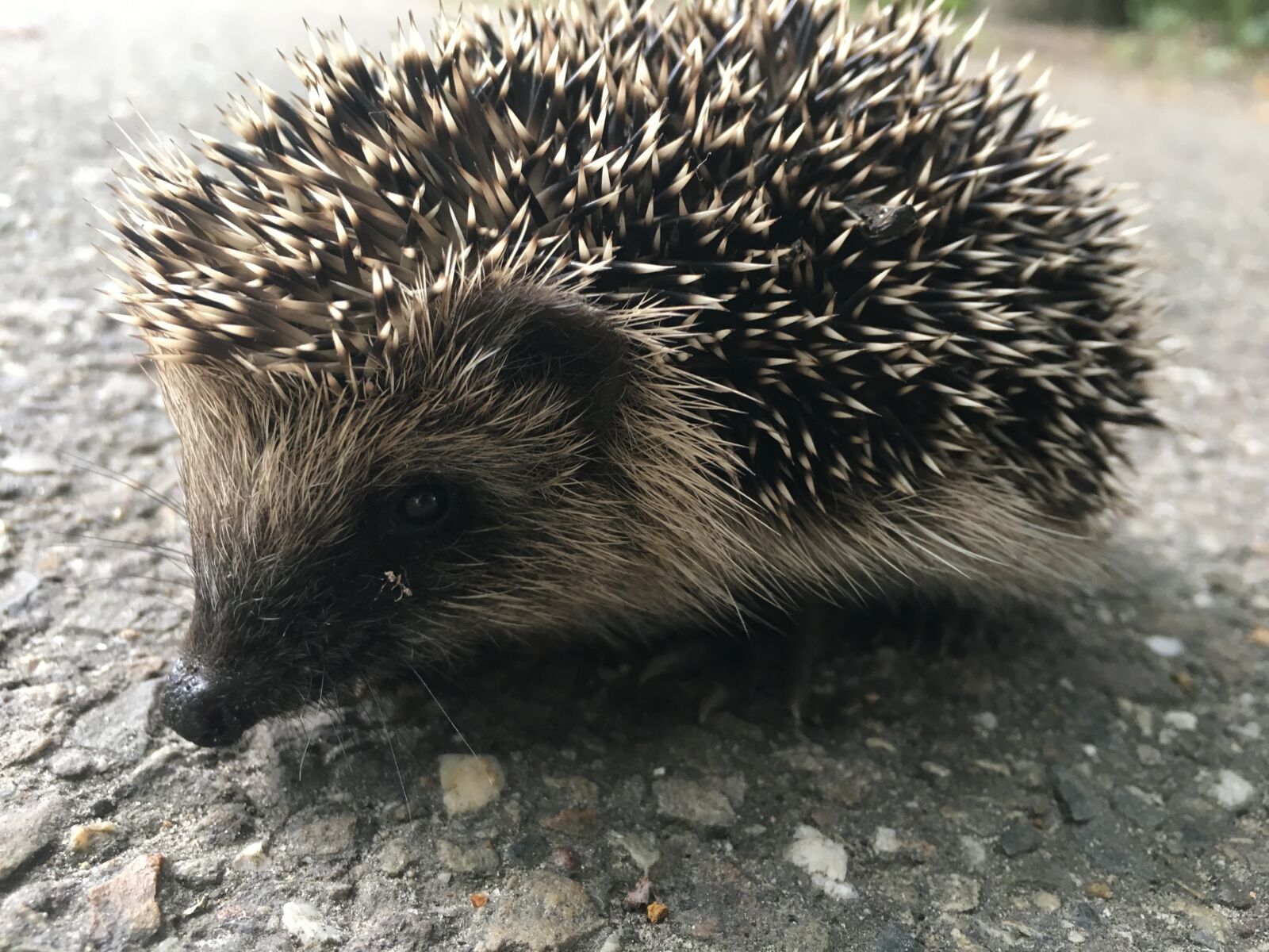 Apple iPhone 6s sample photo. Hedgehog, animal, spines photography