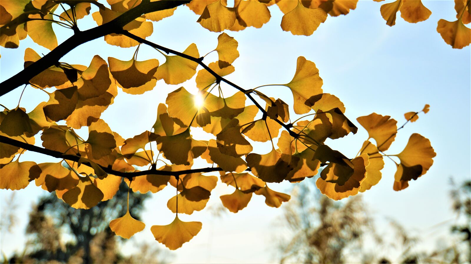 Sony a6000 + Sony E 18-200mm F3.5-6.3 OSS LE sample photo. Ginkgo, branches, leaves photography