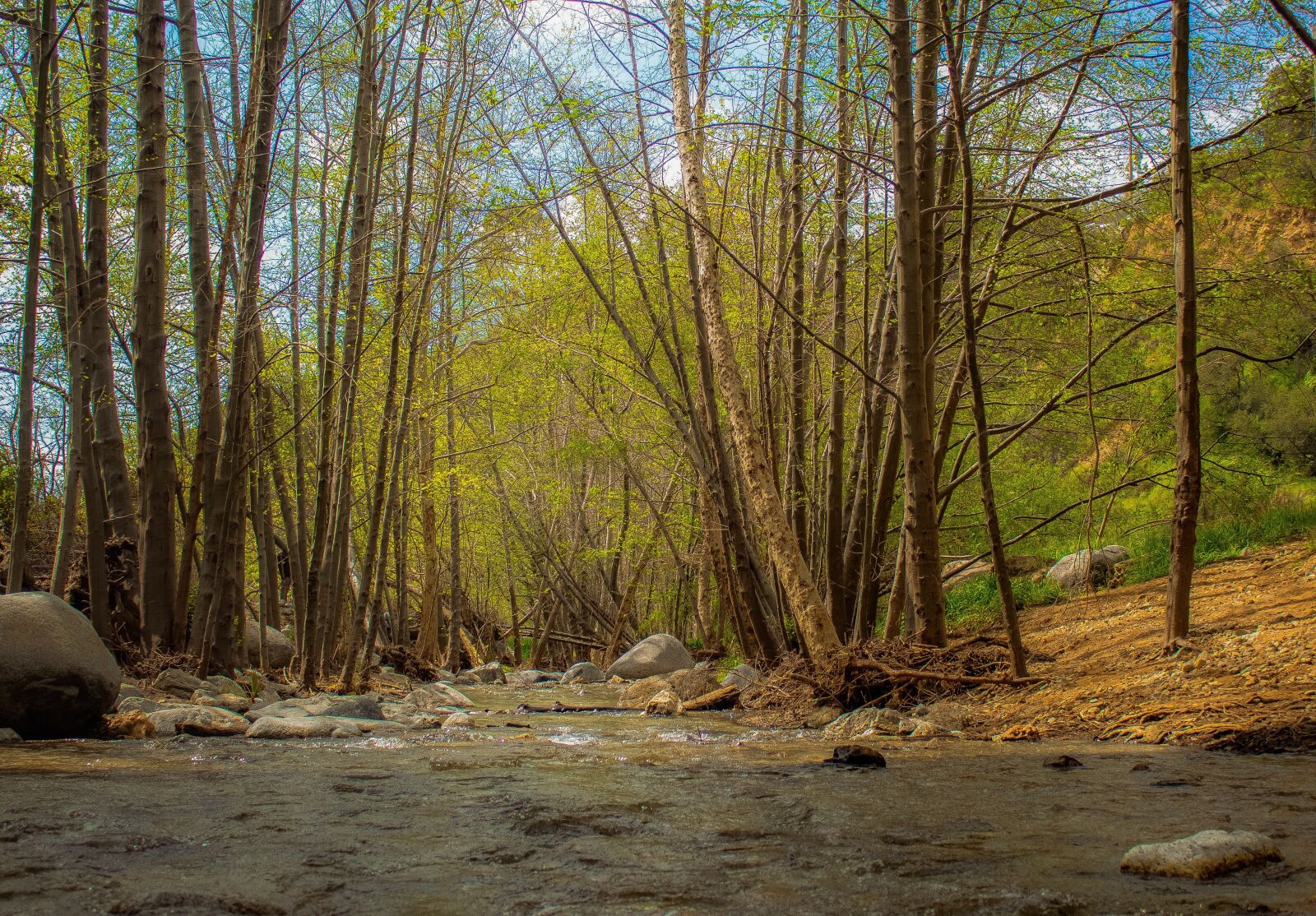 Canon EOS 1300D (EOS Rebel T6 / EOS Kiss X80) sample photo. Forest, stream, peaceful photography