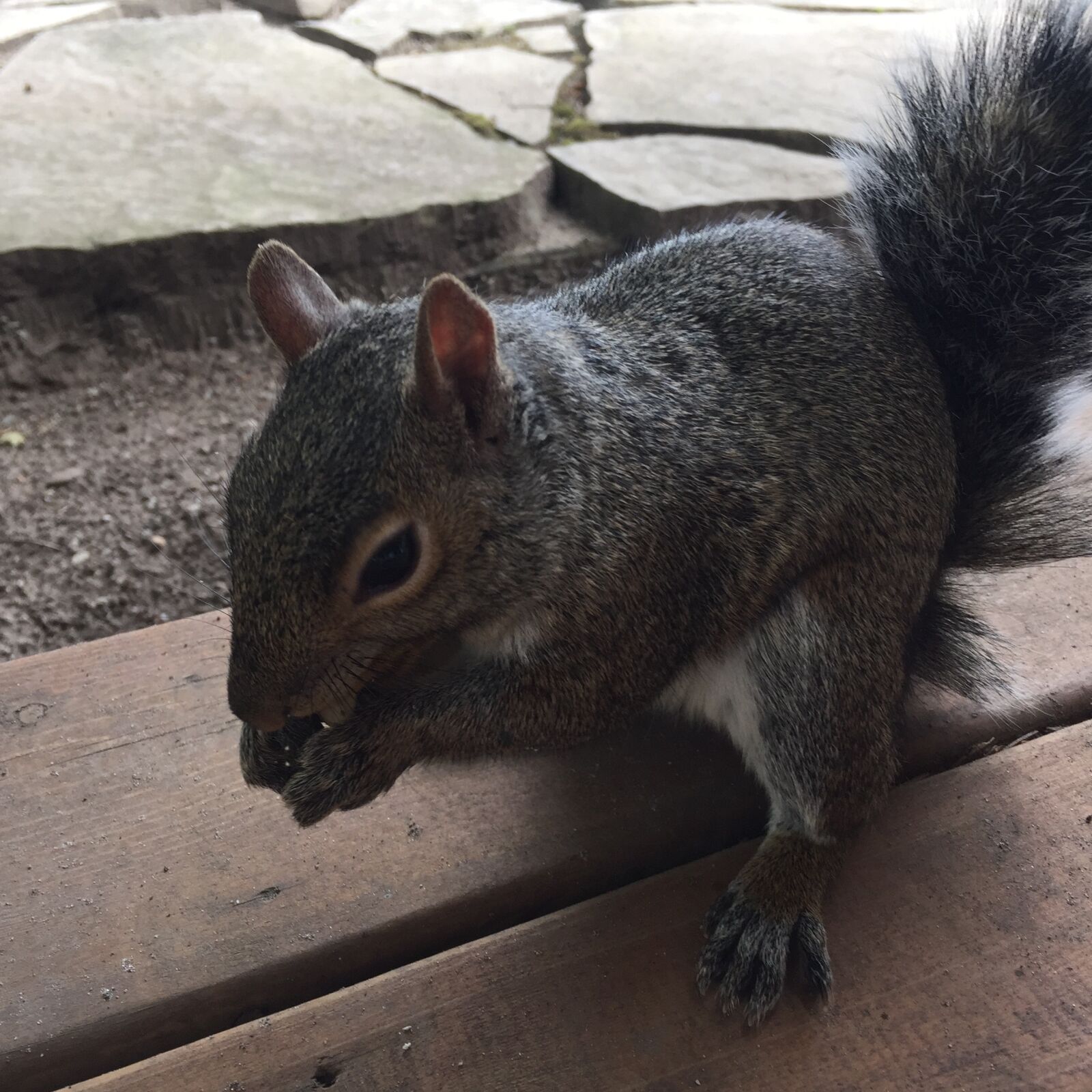 Apple iPhone 6 sample photo. Squirrel, critter, wildlife photography