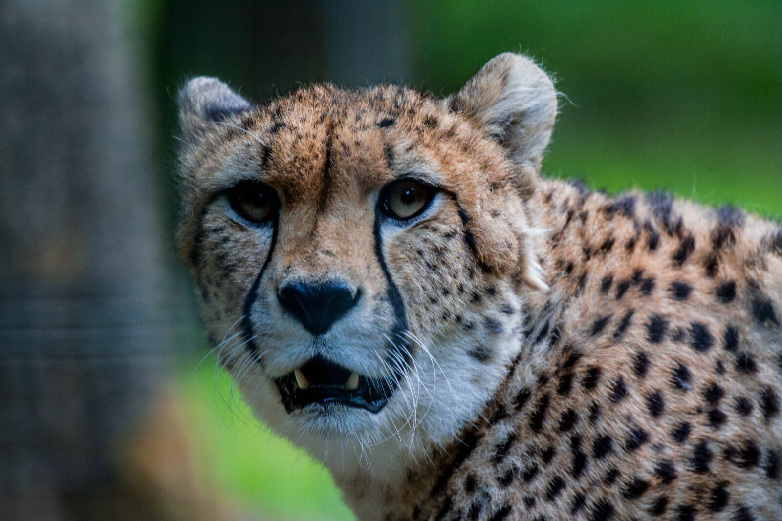 Canon EF 70-200mm F4L IS USM sample photo. Cheetah, tasks, orange photography