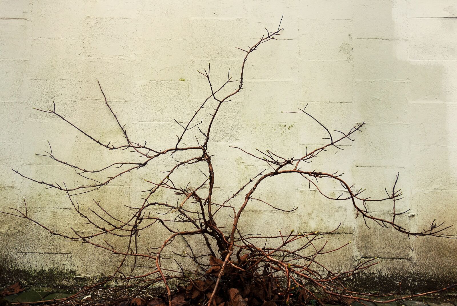Sony Cyber-shot DSC-RX100 sample photo. Branch, bough, bare photography