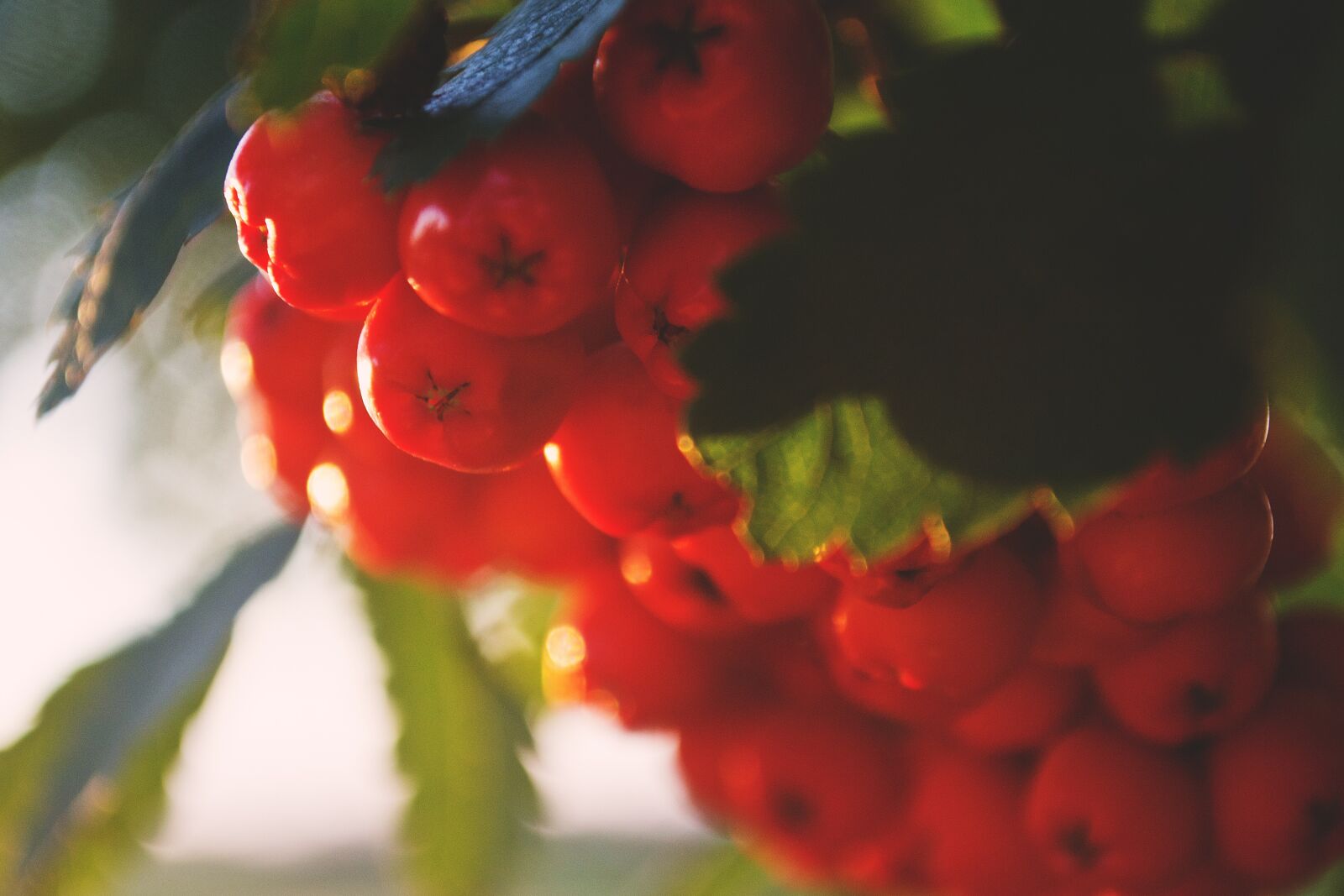 Nikon D3100 sample photo. Nature, masuria, mountain ash photography