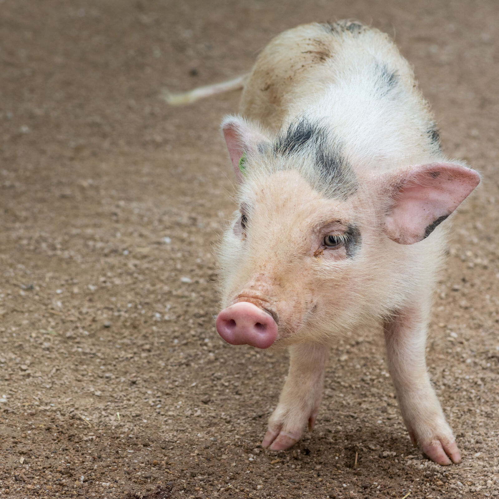 Nikon D5200 sample photo. Animal, cute, cute, animals photography