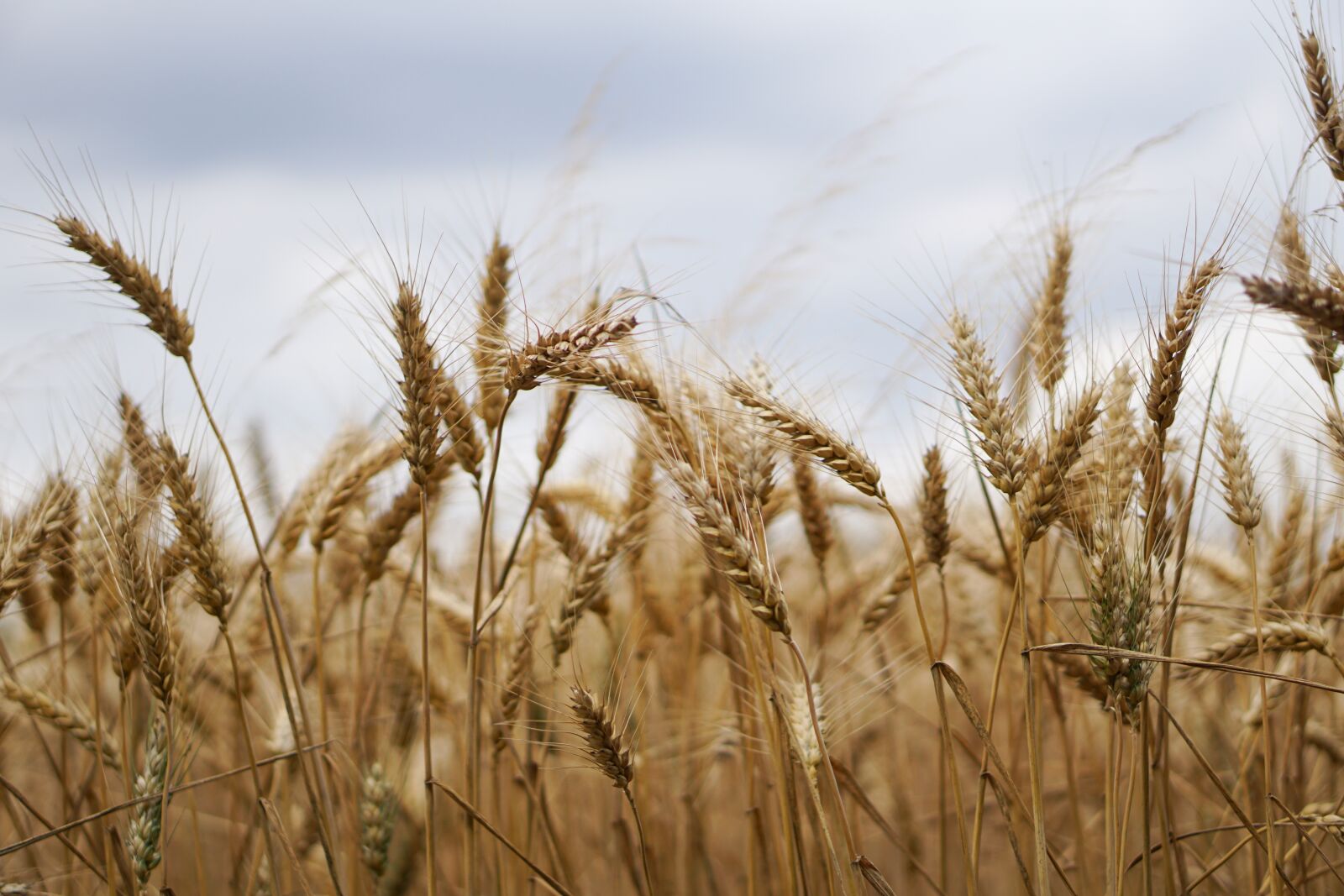 E 50mm F1.8 OSS sample photo. Wheat field, wheat, wheat photography