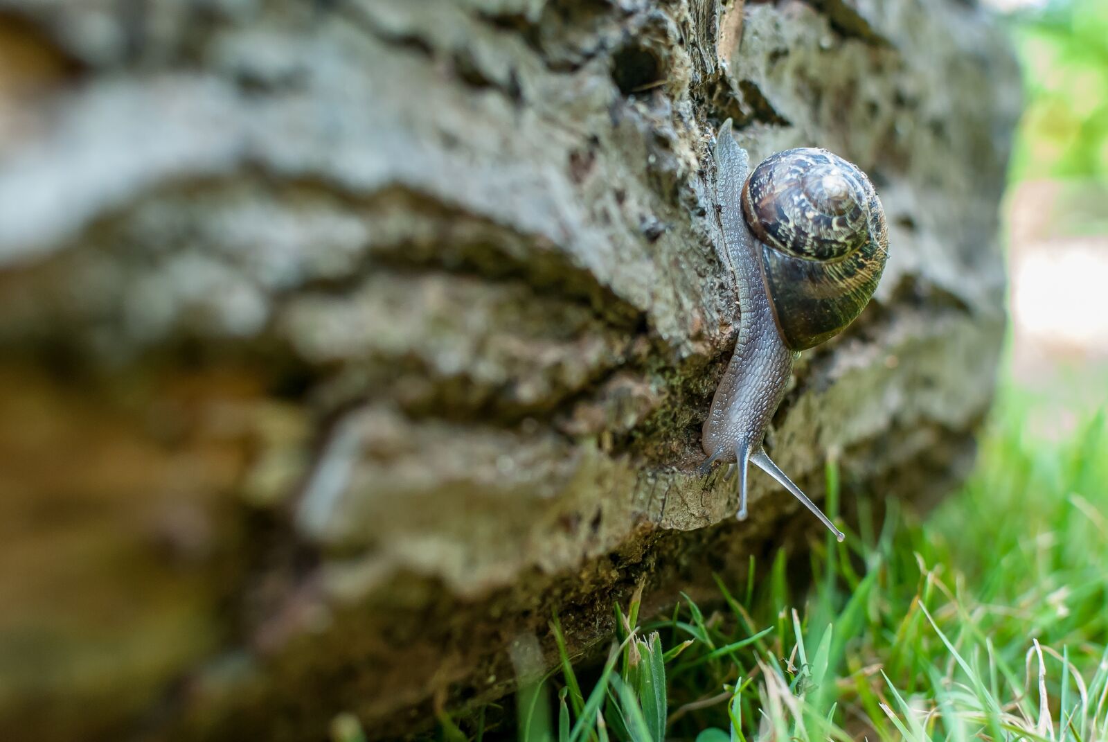 Nikon D80 sample photo. Snail, gastropod, nature photography