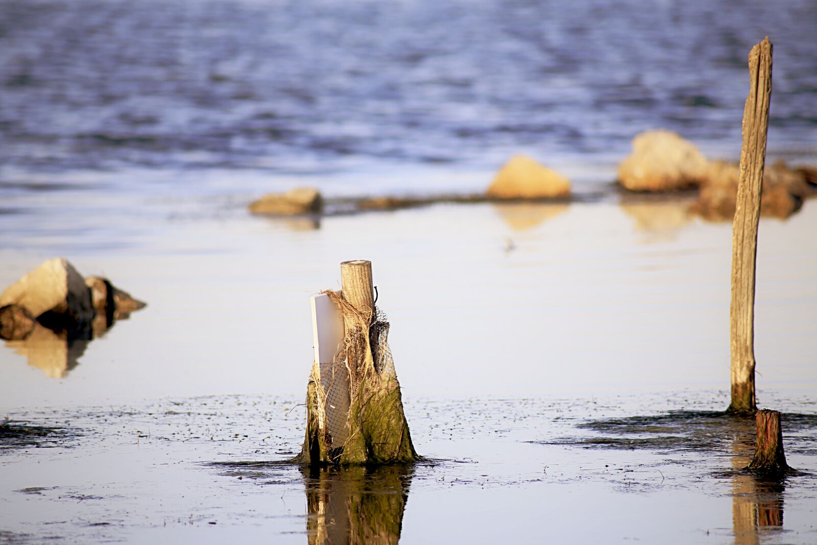 Canon EOS 5D Mark III sample photo. Water, wood, nature photography