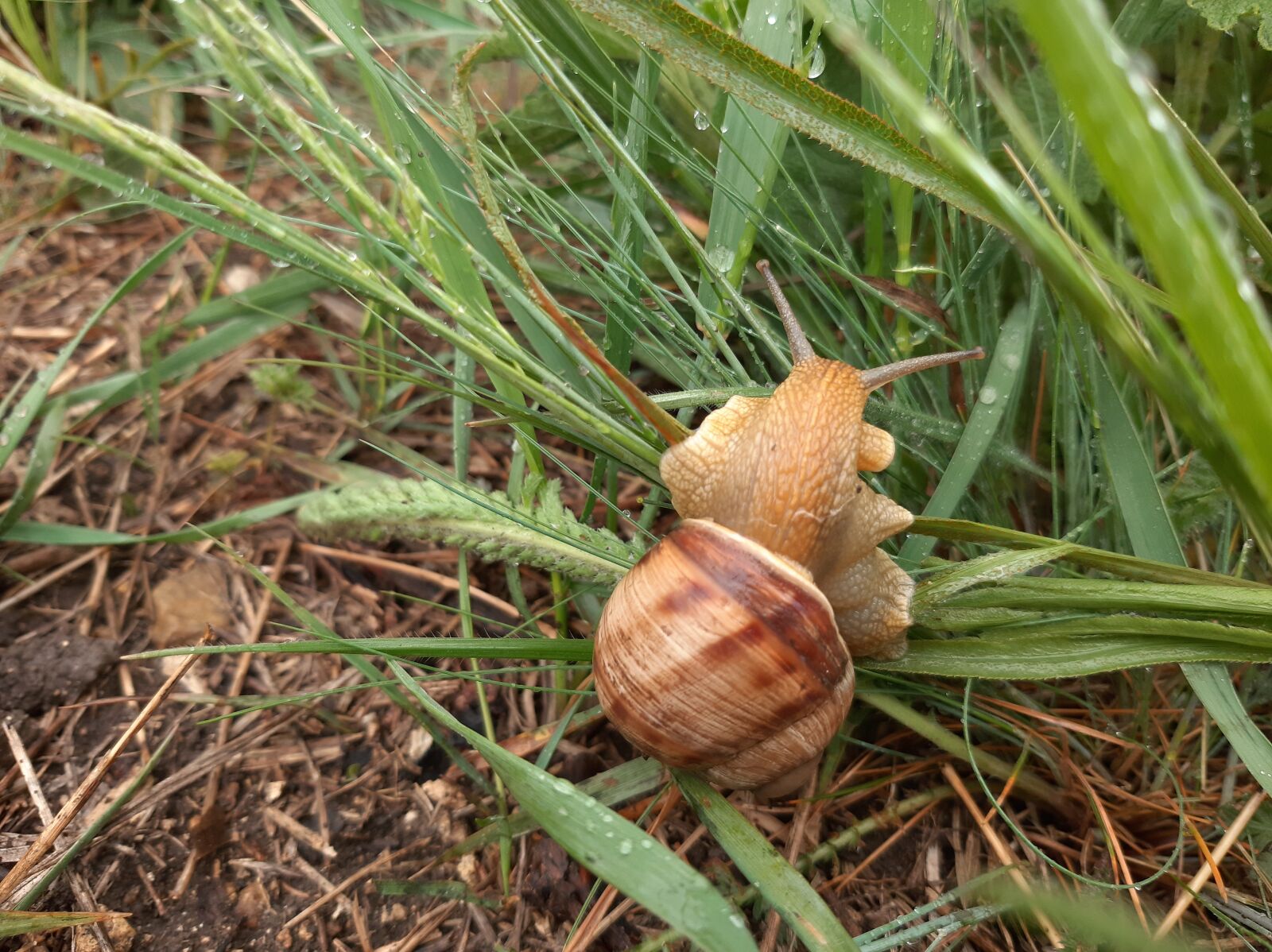 Samsung Galaxy A50 sample photo. Snail, rain, spring photography
