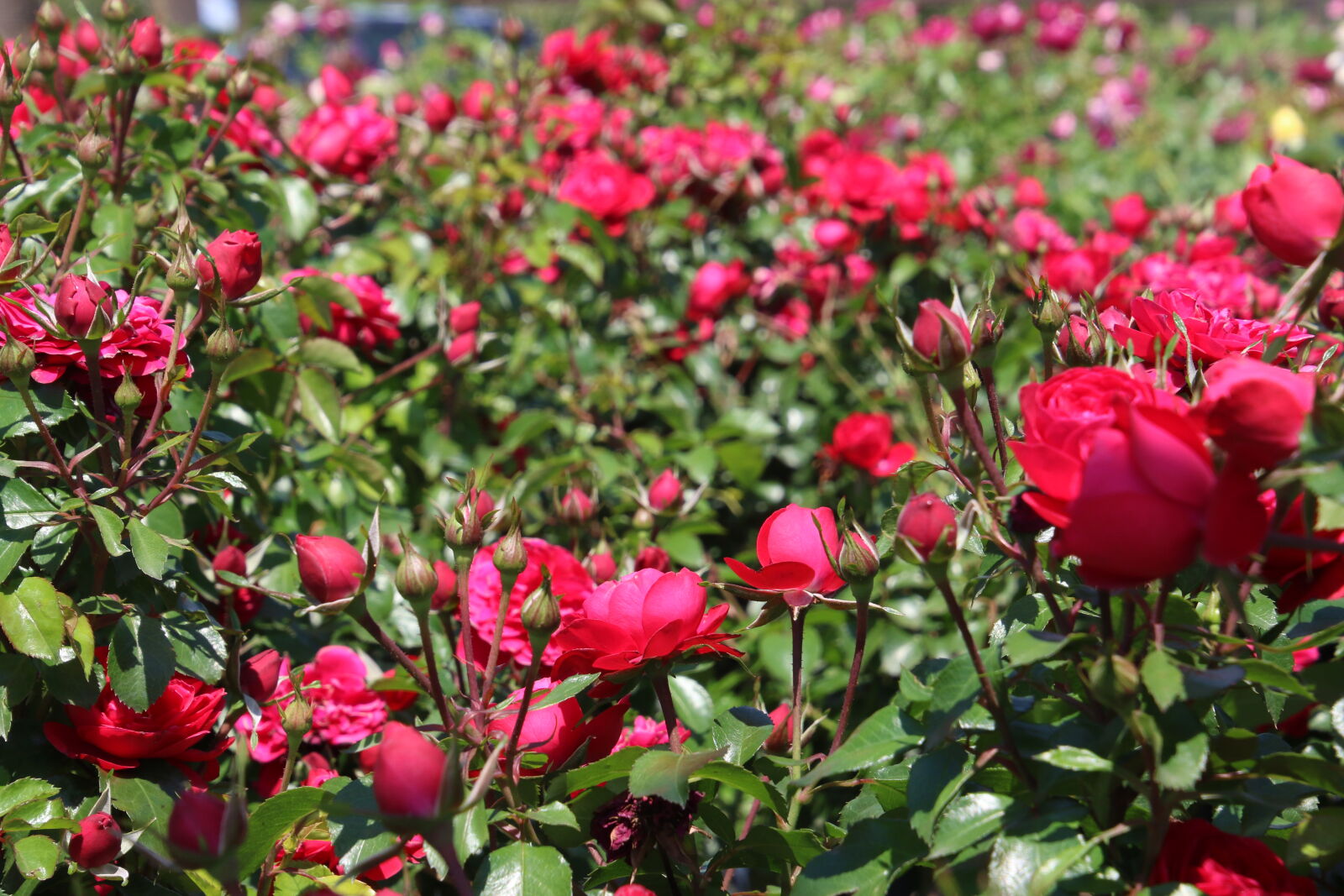 Canon EOS 7D Mark II sample photo. Flower, field, flower, garden photography