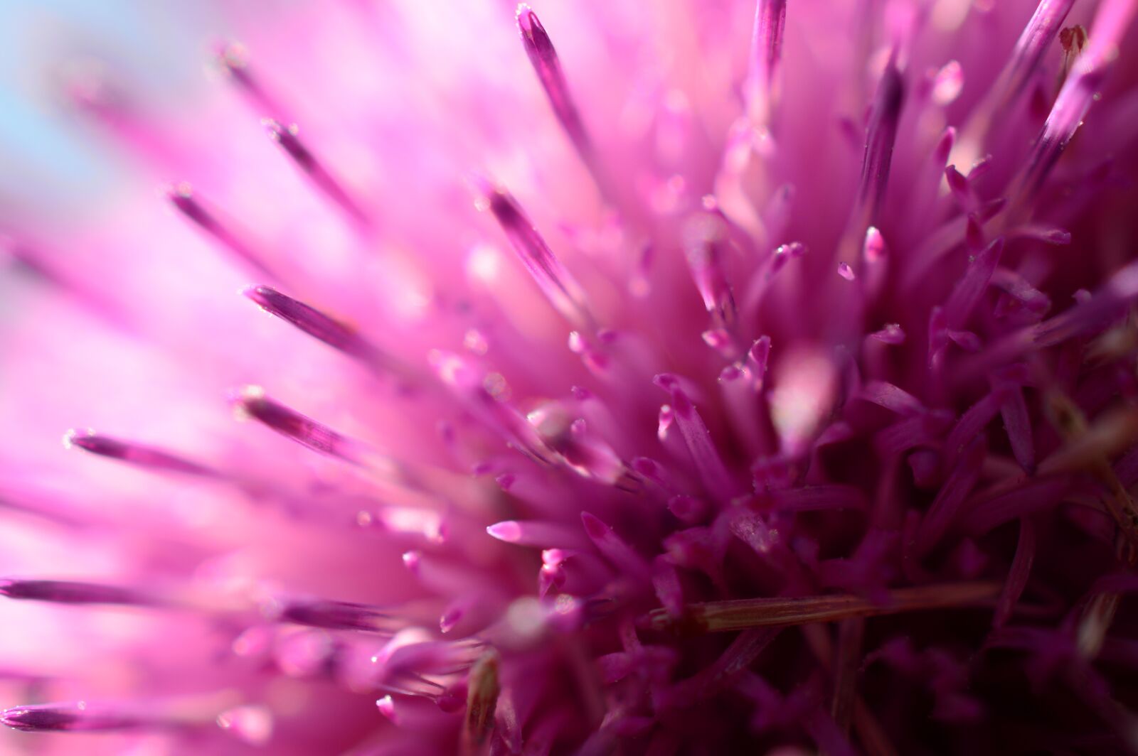 Nikon D3200 sample photo. Pink, abstract, thistle photography