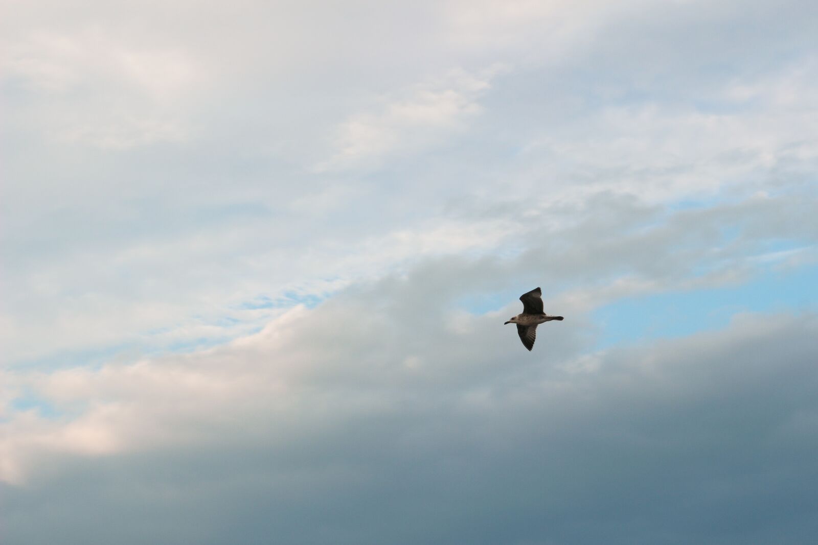 Canon EOS 100D (EOS Rebel SL1 / EOS Kiss X7) sample photo. Seagulls, sky, clouds photography