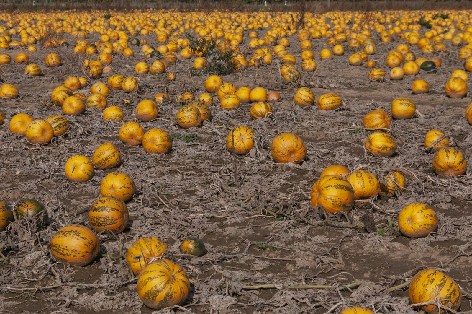 Nikon D300S sample photo. Field, pumpkin, autumn photography