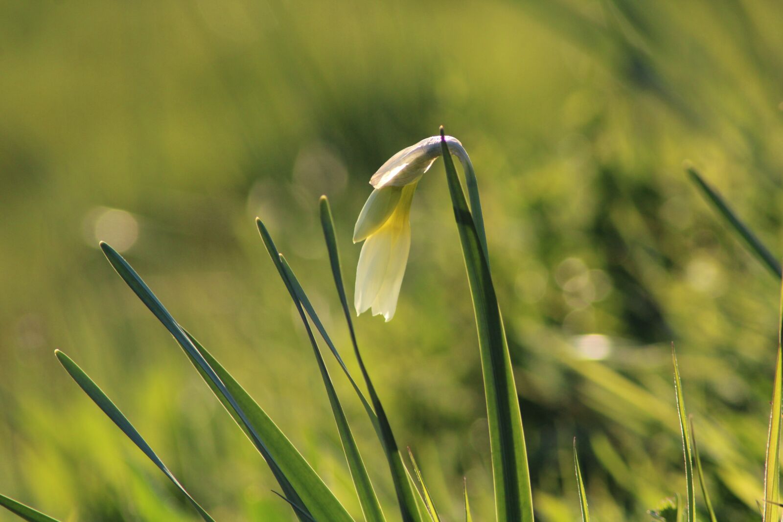 Canon EOS 2000D (EOS Rebel T7 / EOS Kiss X90 / EOS 1500D) sample photo. Daffodil, blossom, bloom photography