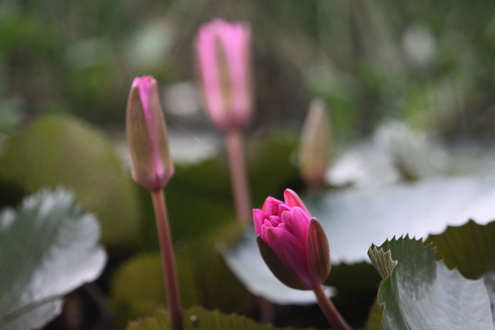 Canon EOS 50D sample photo. Lotus, flower, nature photography
