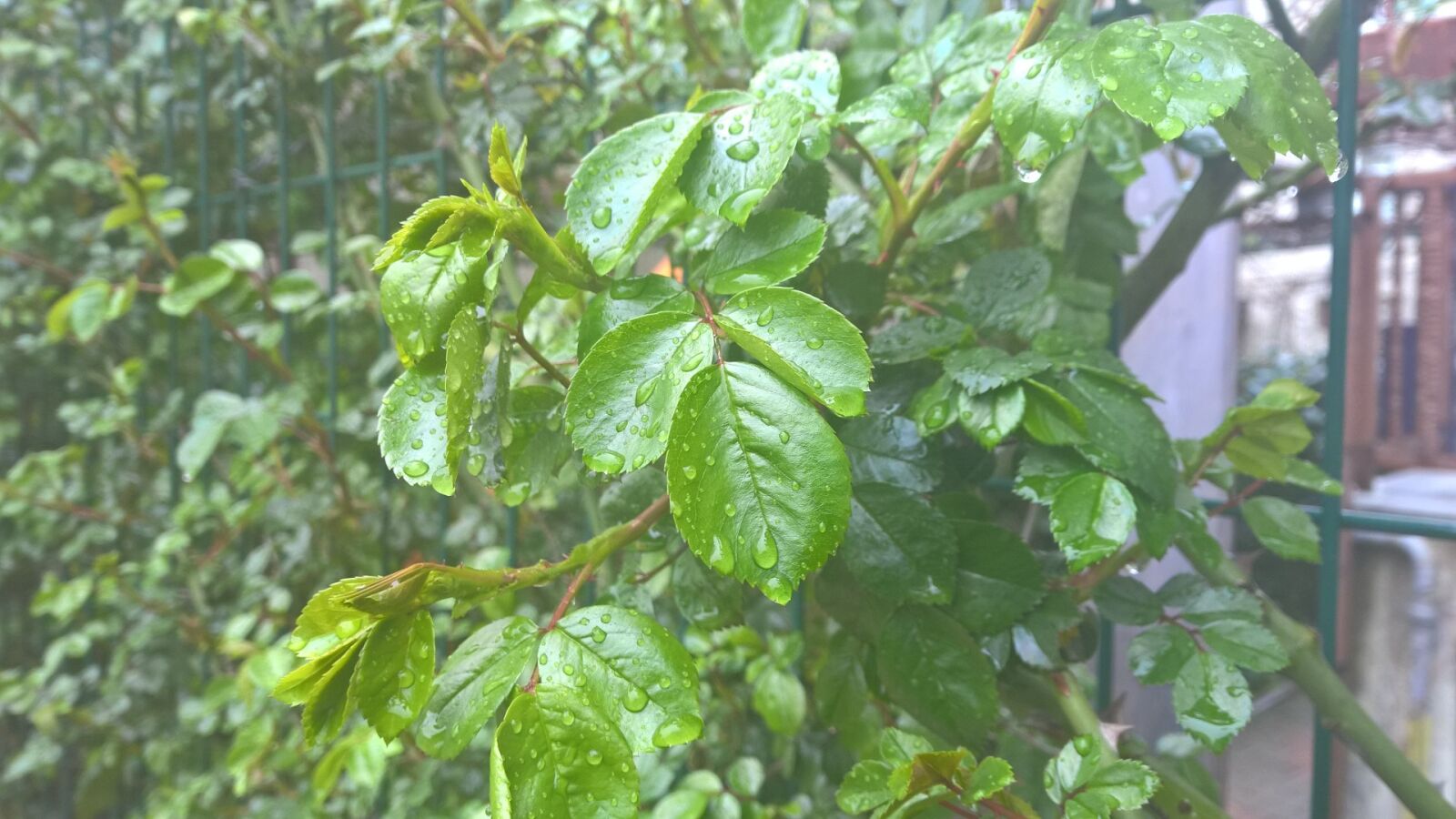 Nokia Lumia 1520 sample photo. Green, leaves, rose photography