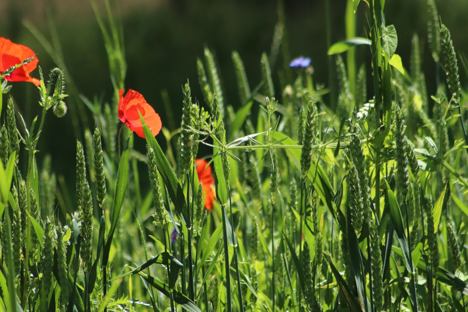 Canon EOS 800D (EOS Rebel T7i / EOS Kiss X9i) sample photo. Poppy, poppies, grain photography