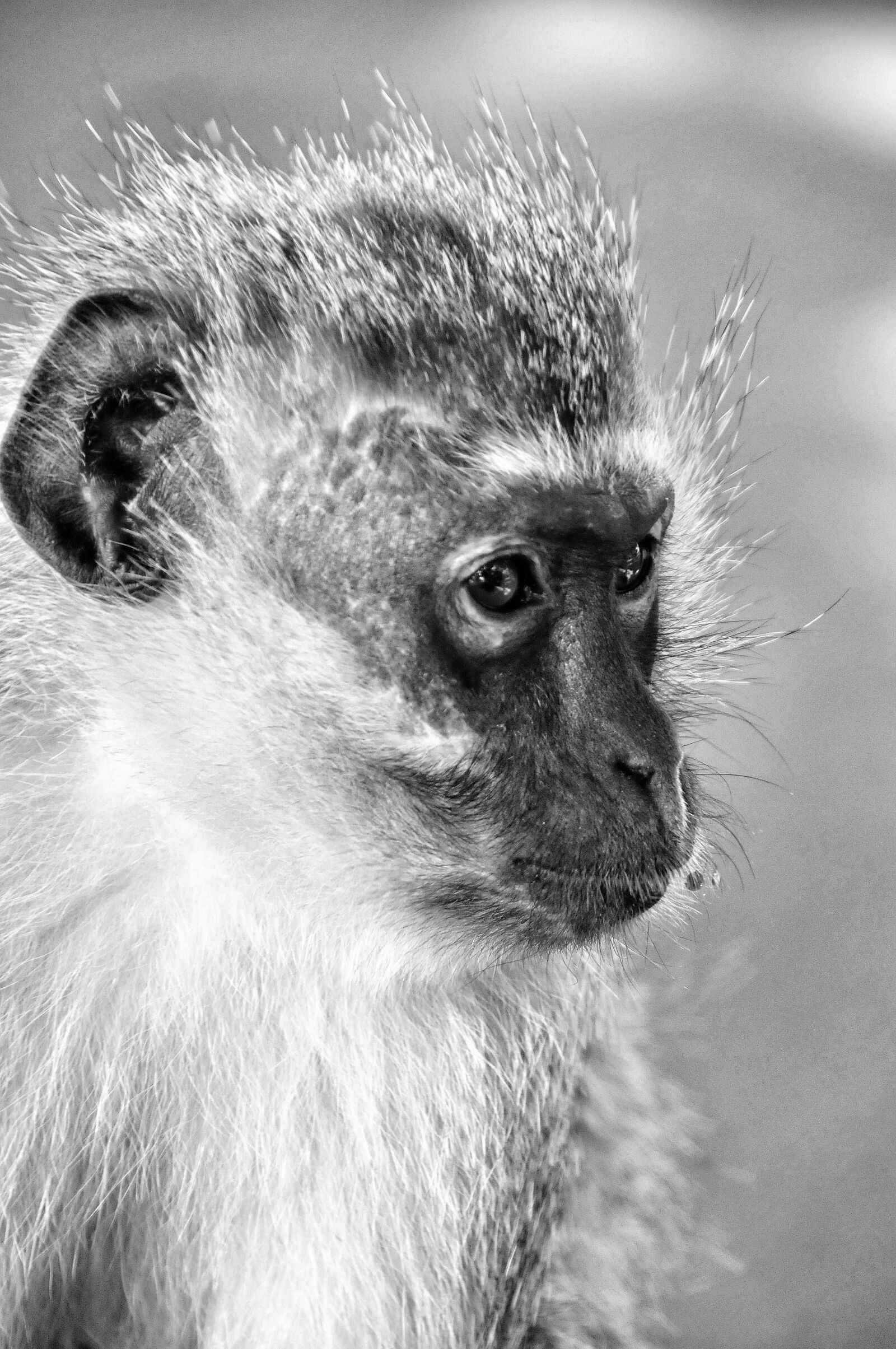 Nikon D300 sample photo. Monkey, mammal, south africa photography