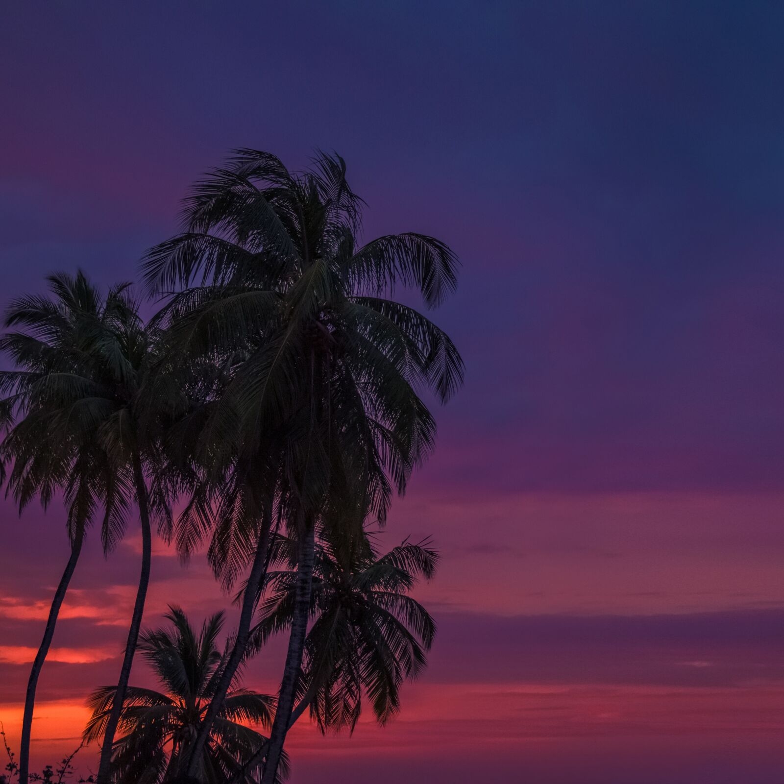 Canon EF-S 18-135mm F3.5-5.6 IS USM sample photo. Palm, tropical, beach photography