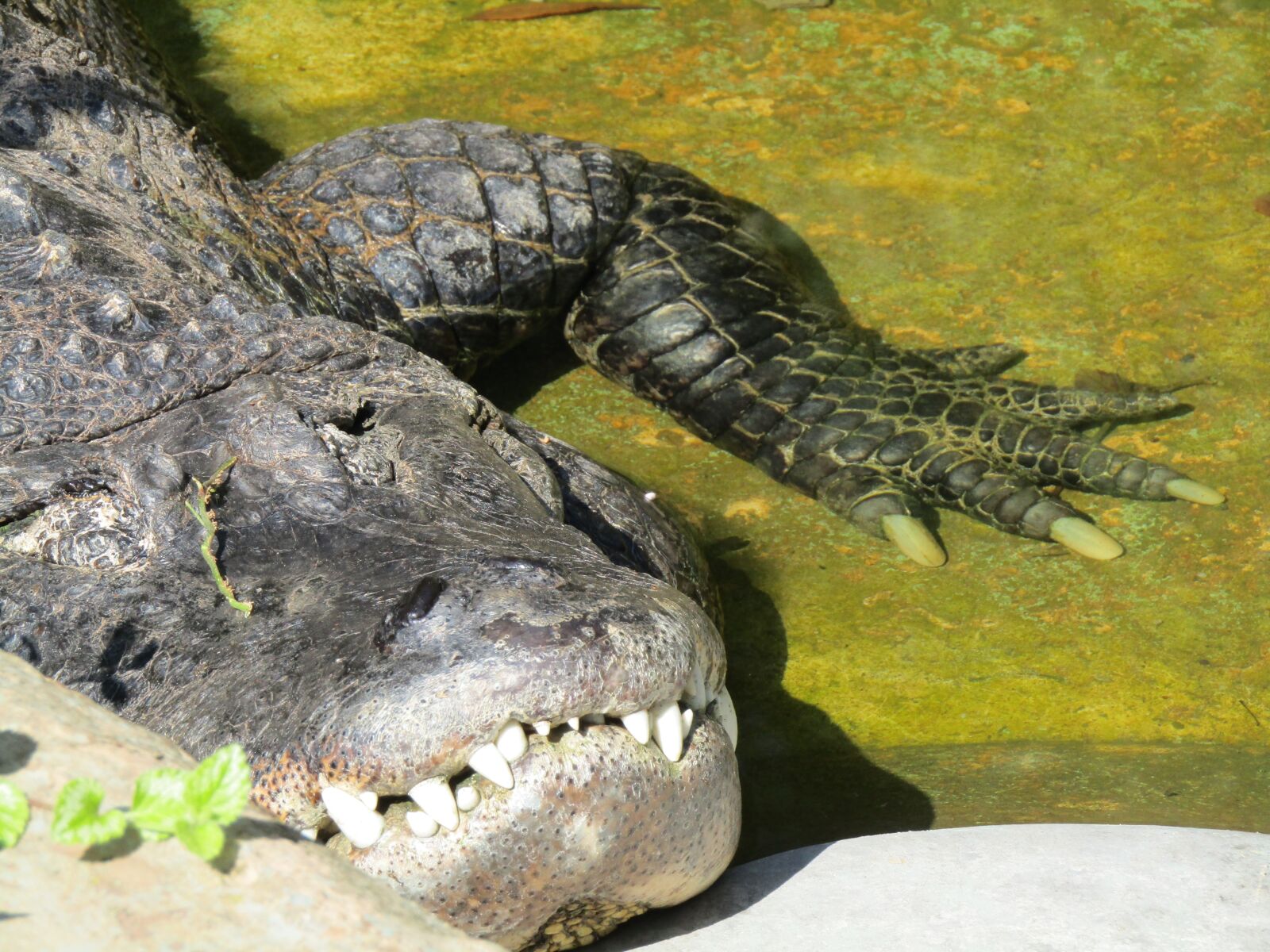 Canon PowerShot SX410 IS sample photo. Crocodile, teeth, animal photography