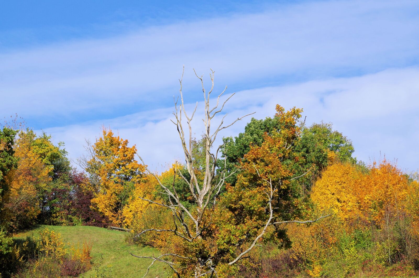 Pentax K-50 sample photo. Autumn, trees, nature photography
