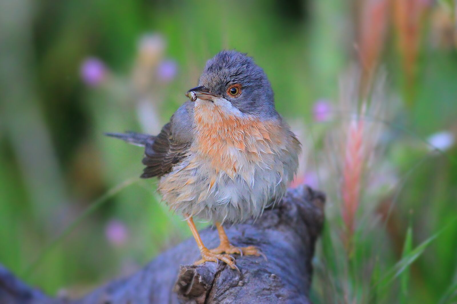 Canon EOS 500D (EOS Rebel T1i / EOS Kiss X3) sample photo. Bird, pink bird, whiskered photography