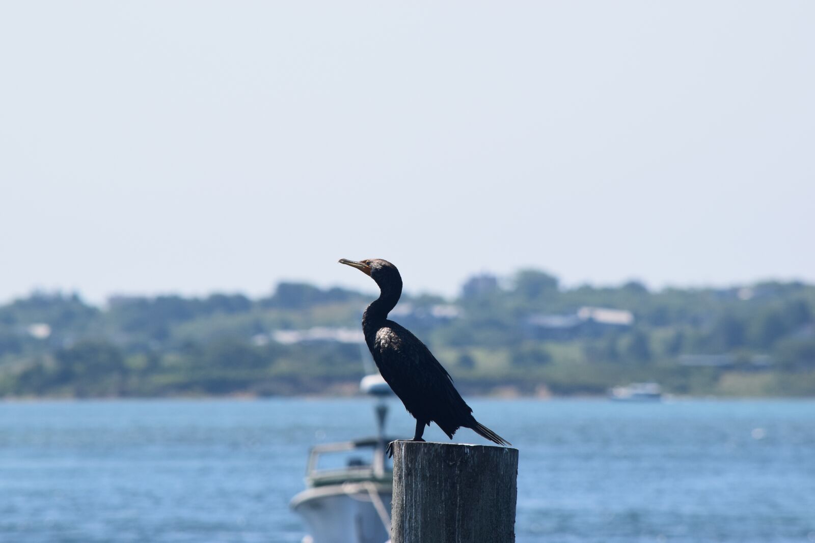 Nikon D3300 sample photo. Bird, water, fishing town photography