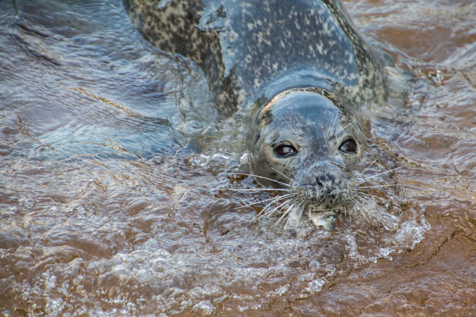 Canon EOS 70D sample photo. Seal, robbe, eat photography