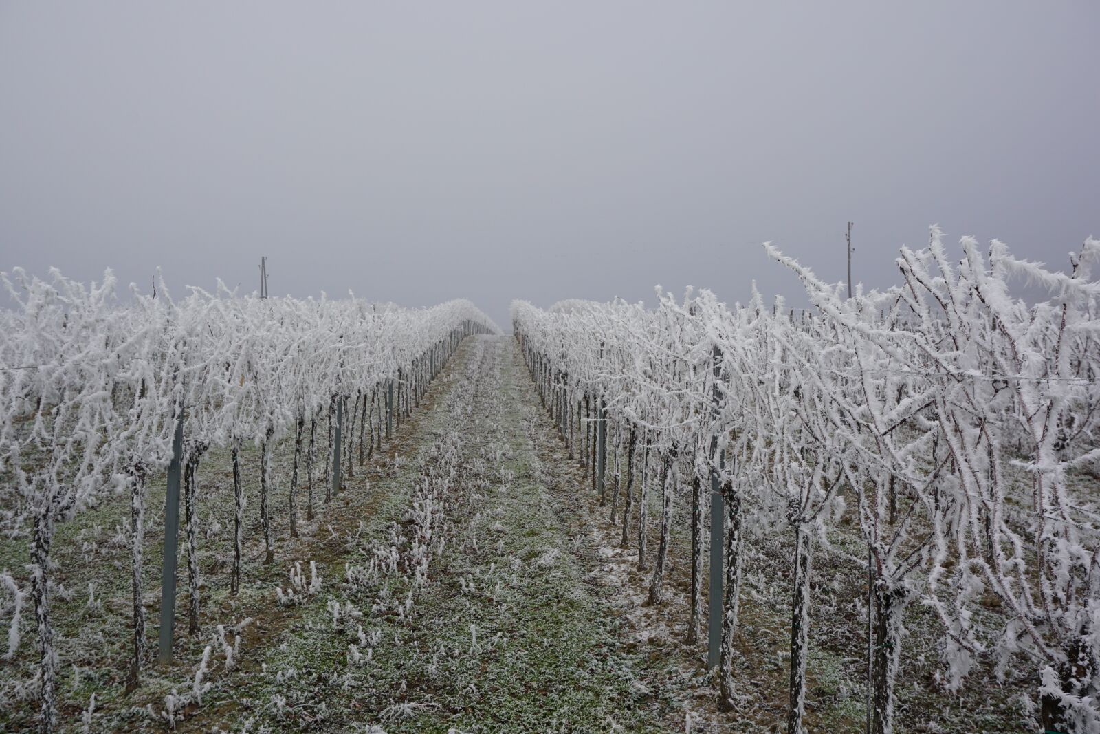 Sony E 16-50mm F3.5-5.6 PZ OSS sample photo. Vineyard, ice, winter photography