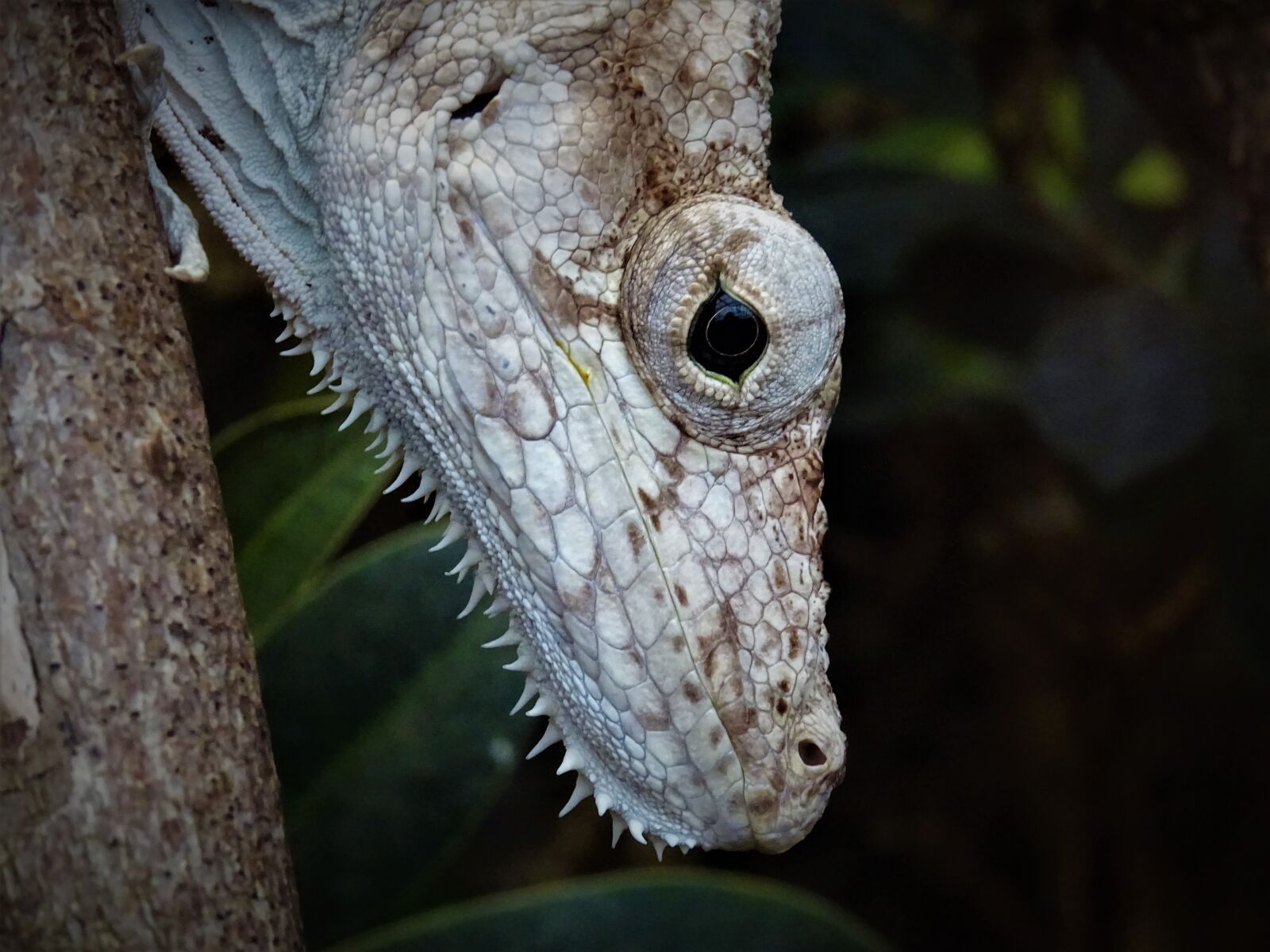 Sony DSC-HX60 sample photo. Wildlife, eyes, zoo photography