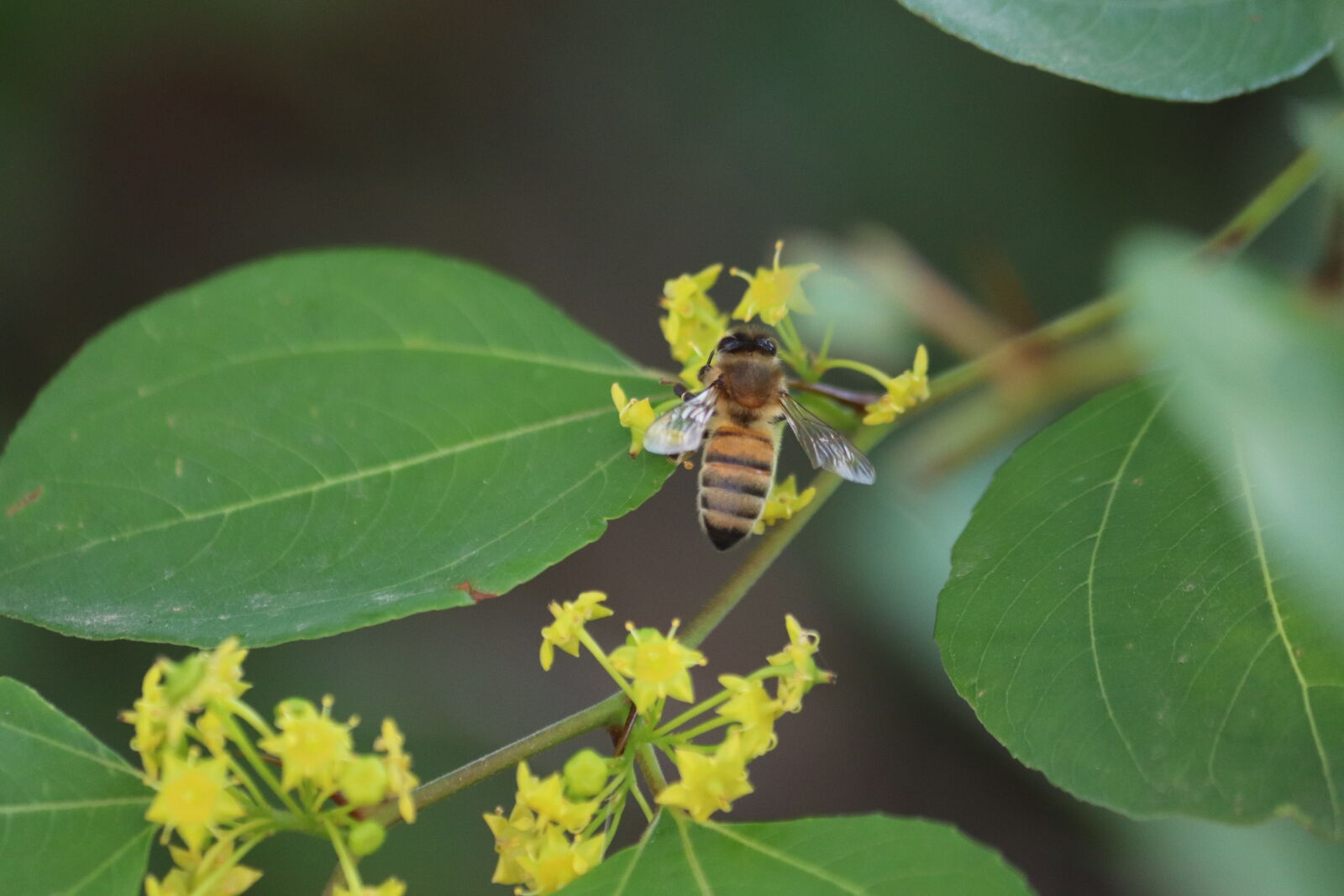 Canon EF-S 55-250mm F4-5.6 IS sample photo