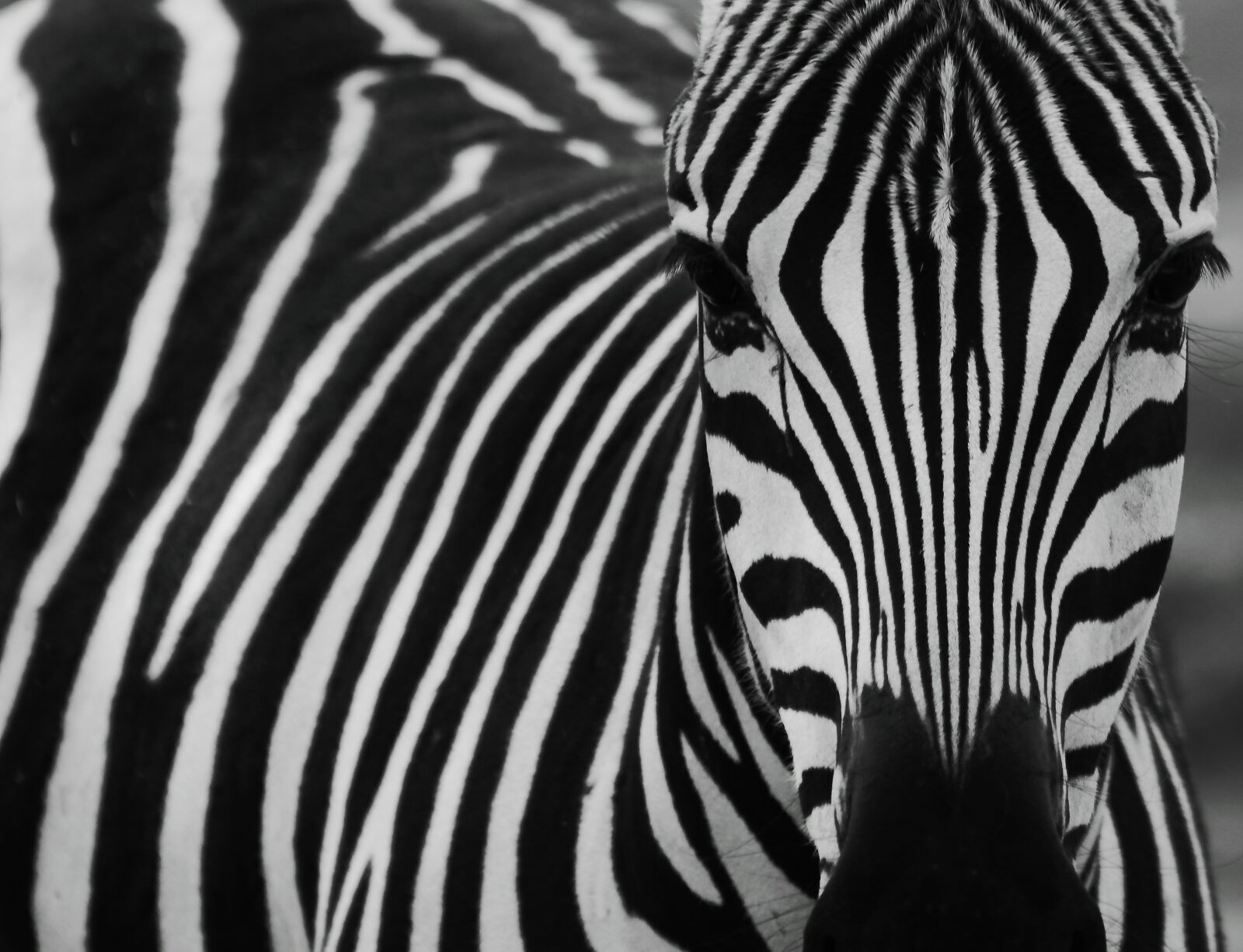 Canon EOS 550D (EOS Rebel T2i / EOS Kiss X4) sample photo. Zebra, black, black and photography