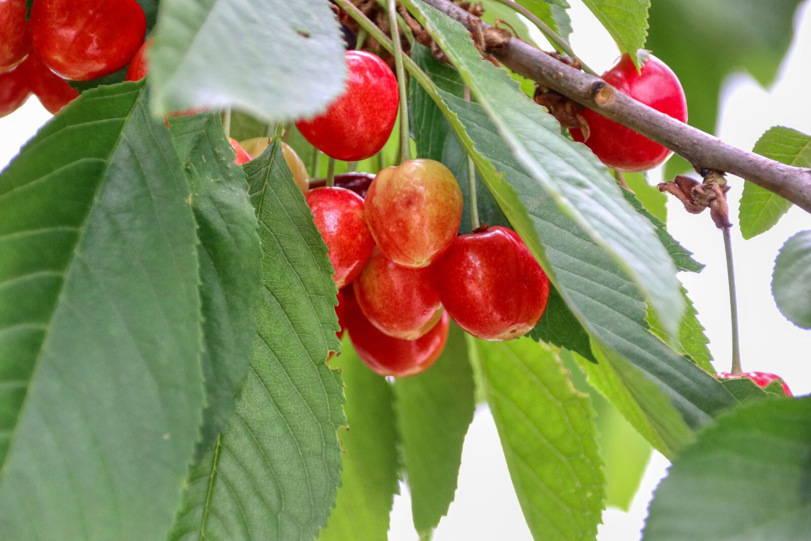 Canon EOS 80D sample photo. Cherries, harvest, fruit photography