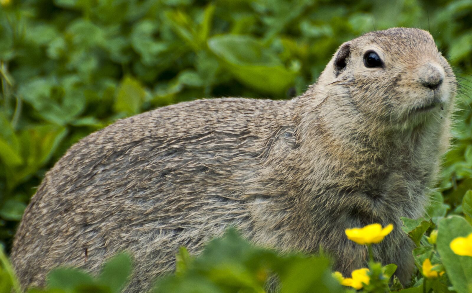Nikon D80 sample photo. Marmot, rodent, prairie dog photography