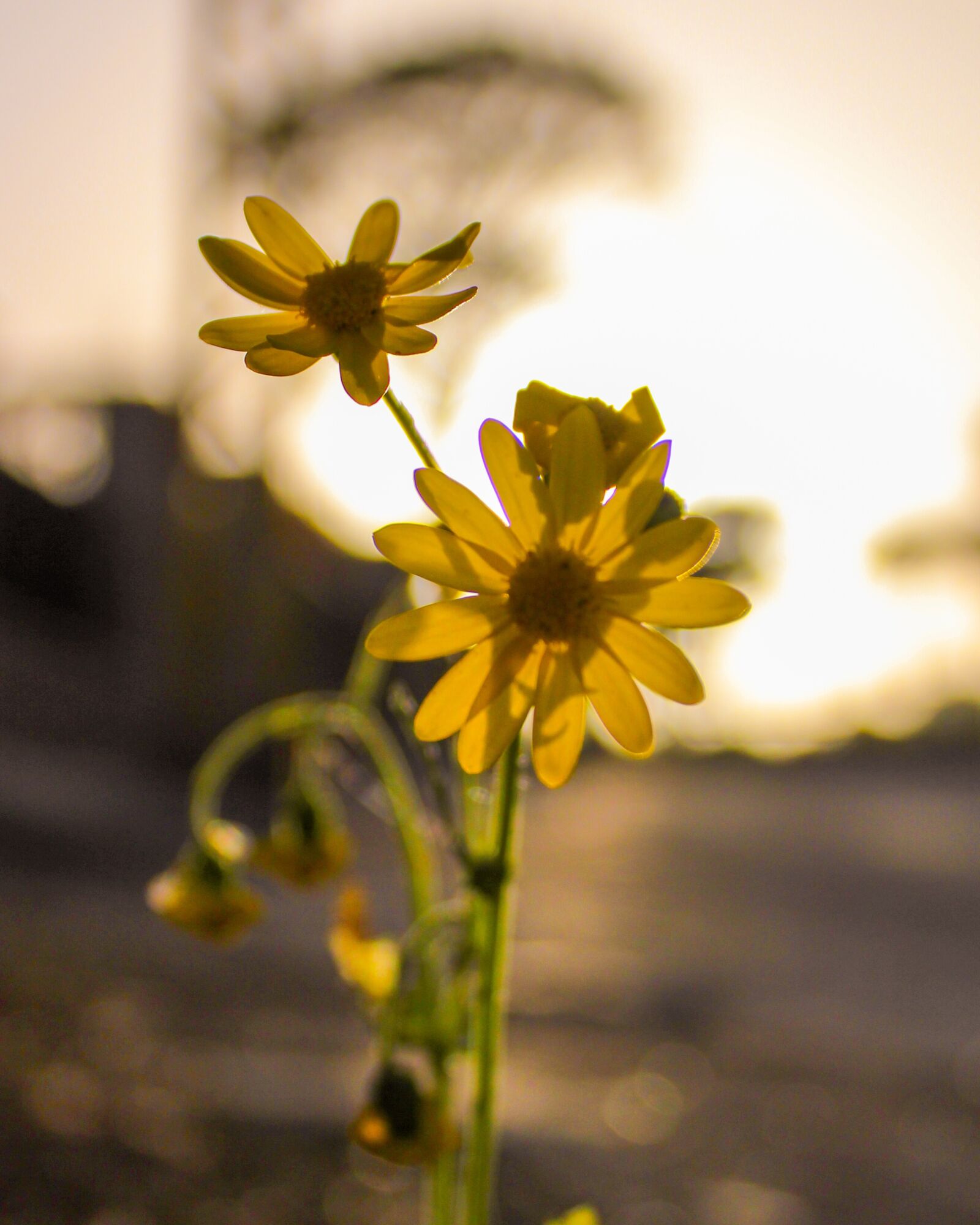 Canon EOS 2000D (EOS Rebel T7 / EOS Kiss X90 / EOS 1500D) sample photo. Flowers, yellow, sunset photography