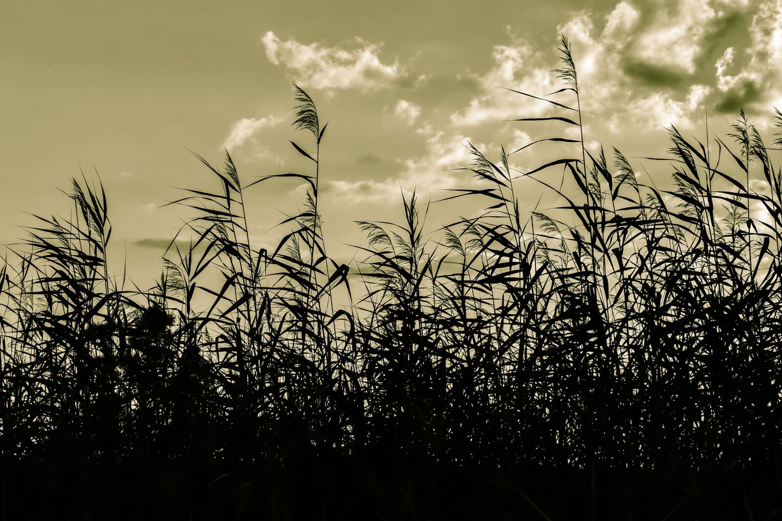 Nikon D3300 sample photo. Reeds, swamp, sky photography