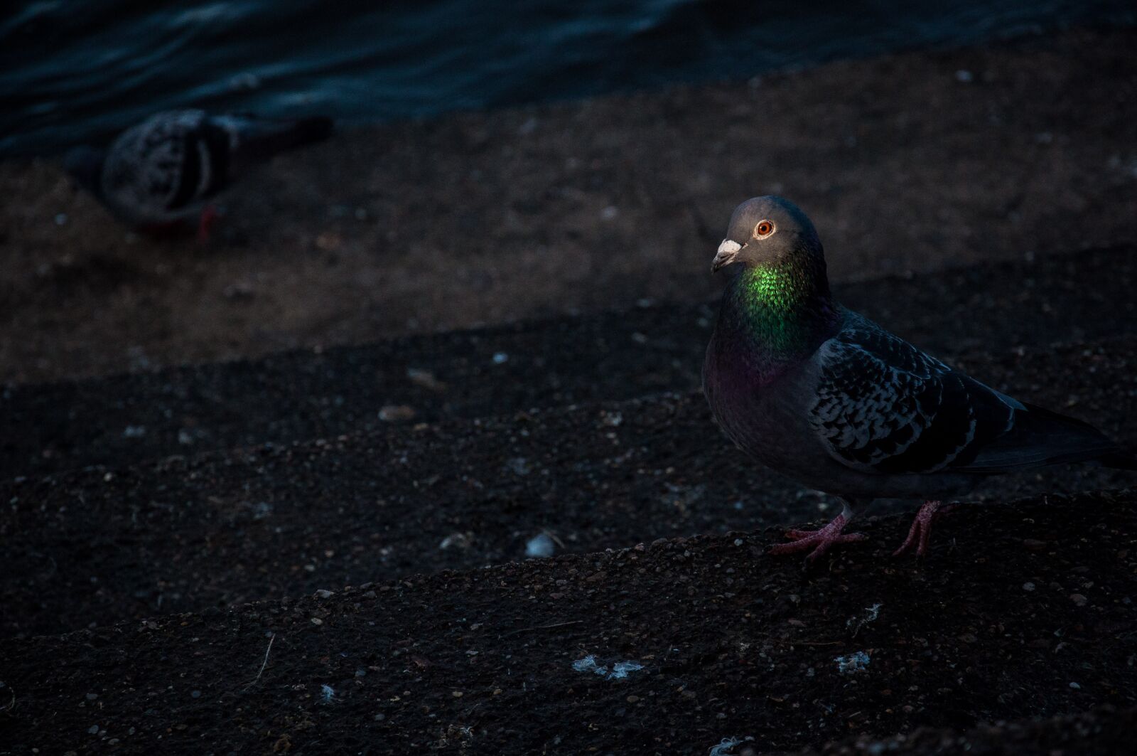 Nikon D5000 sample photo. Dove, bird, park photography