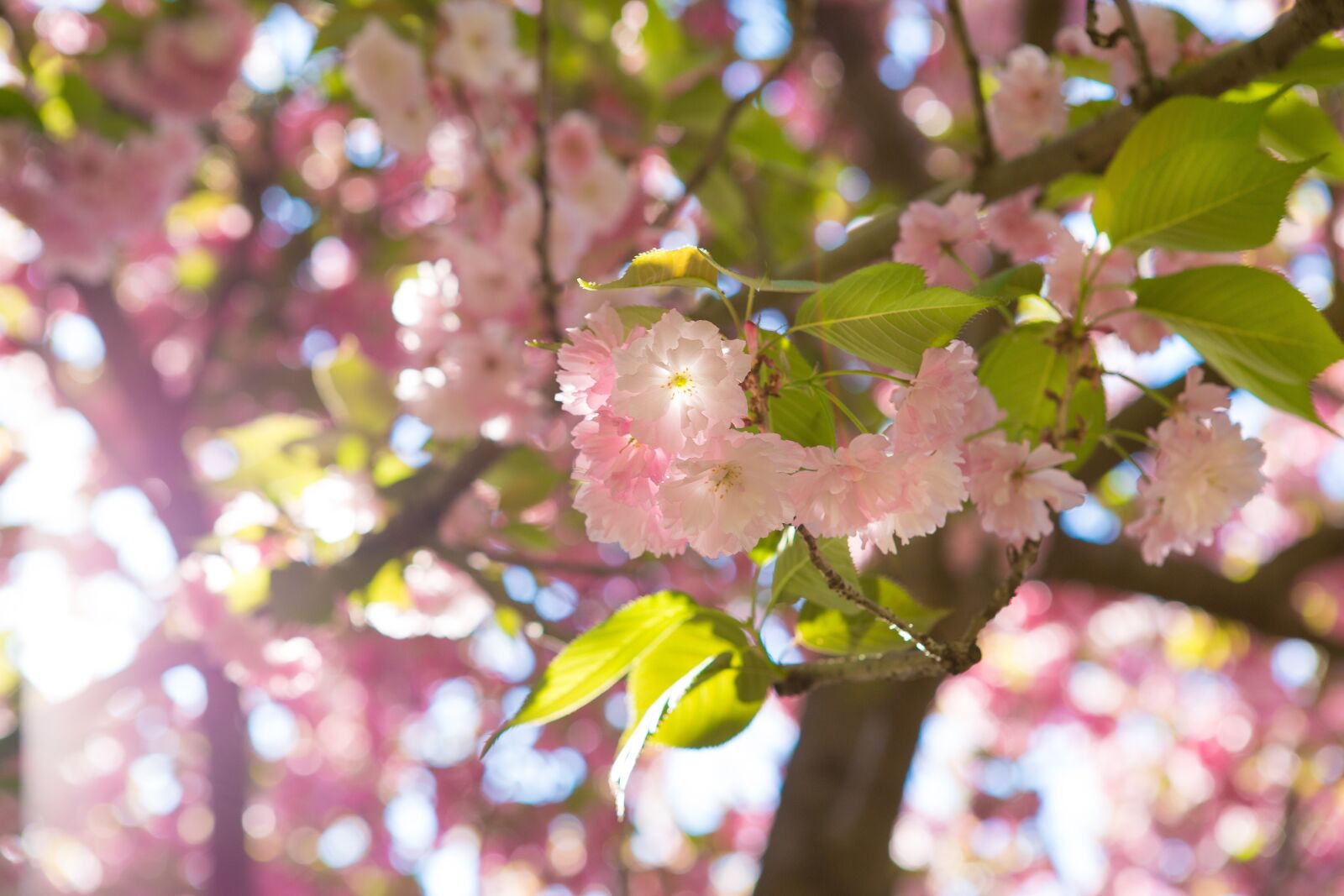 Canon EF 24-70mm F2.8L USM sample photo. Sakura, flower, tree photography