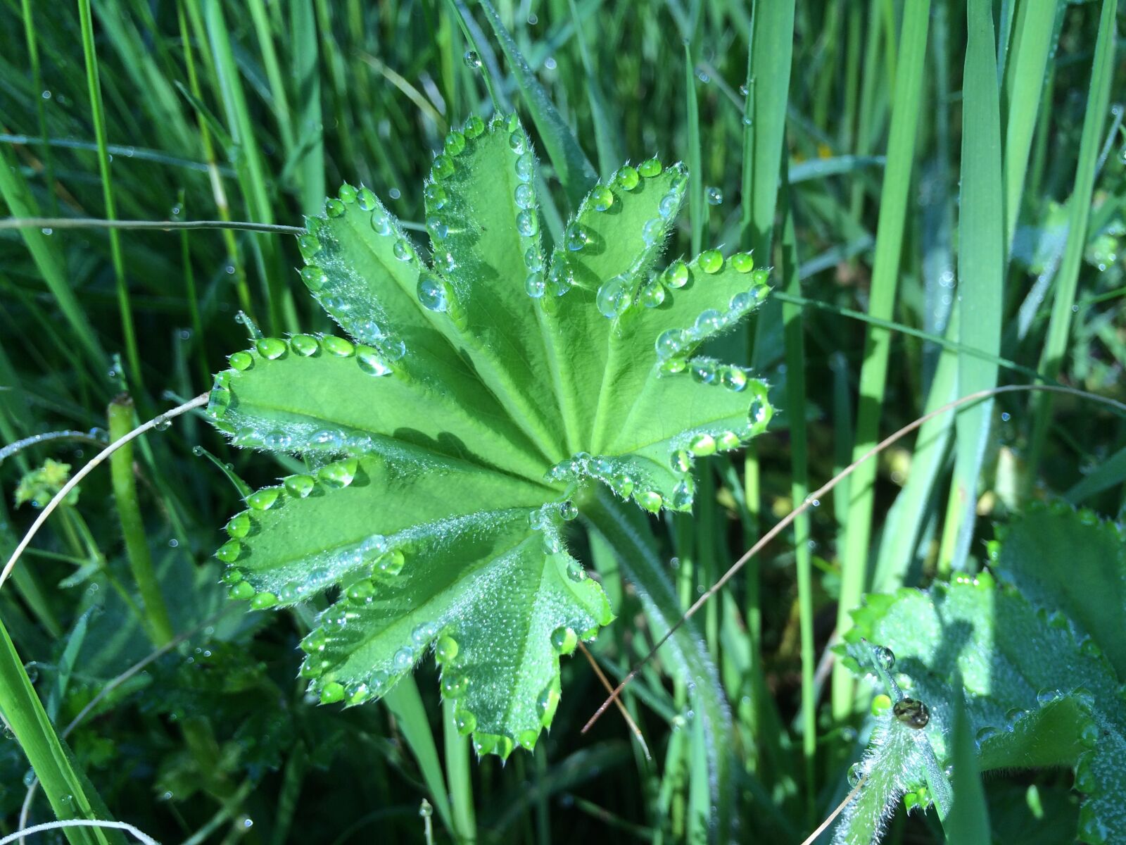 iPhone 5s back camera 4.15mm f/2.2 sample photo. Leaf, plant, nature photography