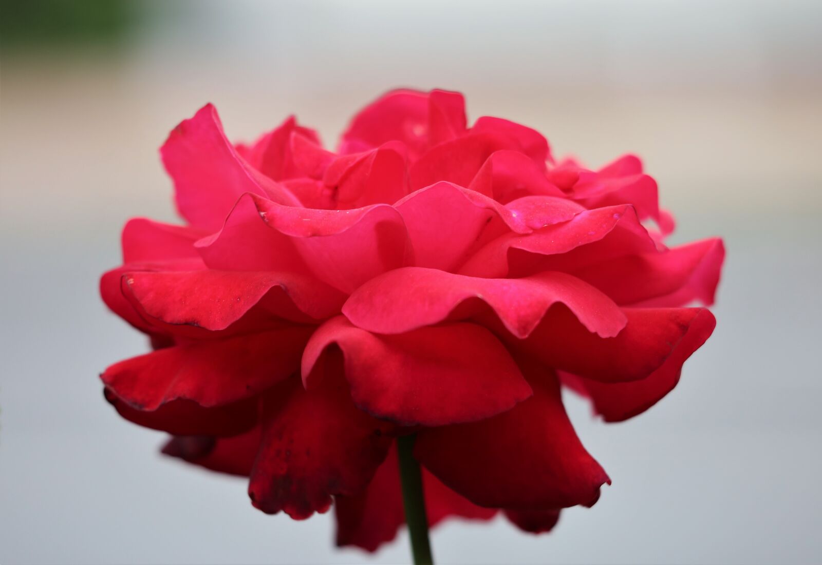 Canon EF 70-300 F4-5.6 IS II USM sample photo. Red rose, bloom, flower photography